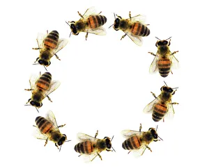 Bees in a Circle Print