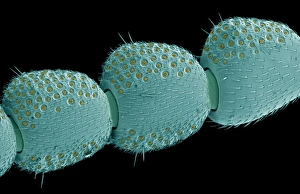 Scanning Electron Micrograph Insects Prints: Beetle antenna, SEM