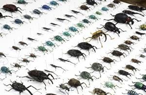 Prints of Beetle collection. Display of various weevil beetles (order Coleoptera) mounted and pinned on card. It is etimated that there are between 5 and 8 million species of beetle worldwide Images Dated 2007 October: Beetle Collection Print: Mounted Weevil Beetles on Card