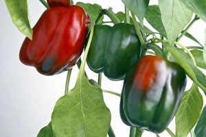 Pepper Plant Images Prints: Bell peppers