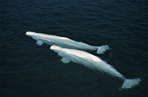 Beluga whales Beluga whales