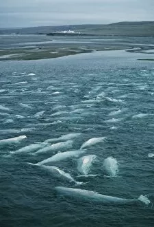 Images Dated 14th March 2003: Beluga whales moulting