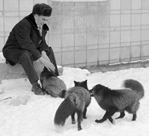 Prints of Dmitri Konstantinovich Belyaev (1917-1985), Soviet zoologist, with his selectively bred foxes Images Dated 2008 September: Print of Dmitri Belyaev with tame foxes
