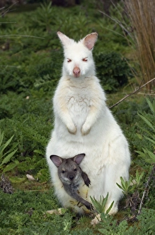 Albino Wallaby Prints: Bennetts wallaby