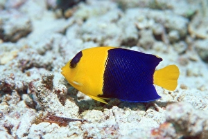 Tropical Fish Prints: Bicolor angelfish