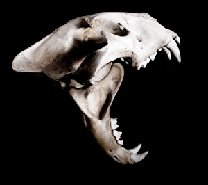 Prints of Big cat skull. Side (lateral) view of the skull of a big cat with its jaws wide open Images Dated 2003 August: Big Cat Skull Print: Lateral View of Open Jaw