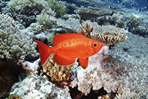 Tropical Ocean Creatures Prints: Bigeye fish