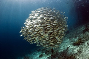 Images Dated 4th August 2010: Bigeye Scad Print: School of Bigeye Scad near a Reef