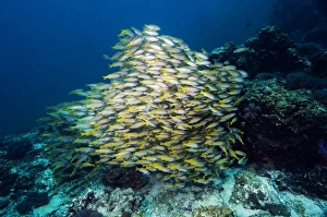 Tropical Coral Reefs Prints: Bigeye snappers