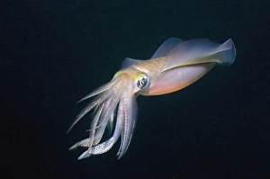 Indonesian Marine Life Prints: Bigfin reef squid