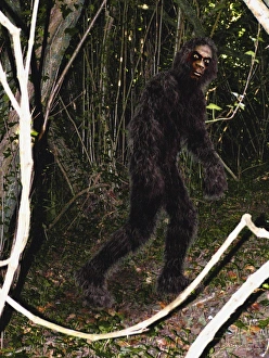 Prints of Bigfoot. This mythical primate is said to live in the deep forests of North America and Canada. The earliest American report of Bigfoot was made by the explorer David Thompson in 1811 Images Dated 2004 November: Bigfoot Print, a photograph of large footprints in the forest