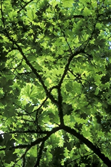 British Columbia Forest Prints: Bigleaf maple (Acer macrophyllum)