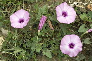 Prints of Mallow-leaved bindweed (Convolvulus althaeoides) in flower. Photographed in Andalucia, Spain Images Dated 2009 July: Bindweed Print, Mallow-leaved in Flower