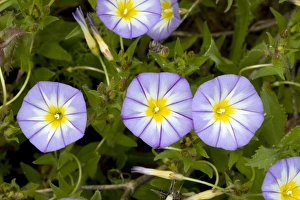 Spanish Wildflowers Prints: Bindweed (Convolvulus tricolor)