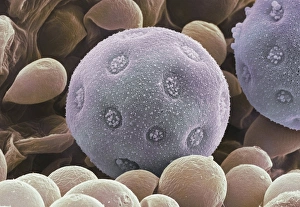 SEM Images Of Pollen Prints: Bindweed pollen grains, SEM