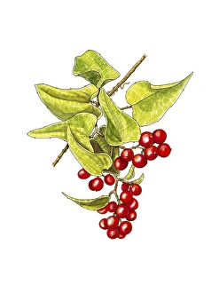 Herbal Medicine Illustration Prints: Bindweed (Smilax aspera) fruit, artwork C016 / 3374