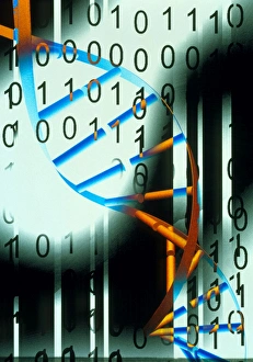 Genetic Code Prints: Biological computing