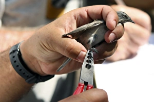 Ornithology Photos Prints: Bird ringing