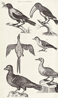 Bird specimens, 18th century C015/6066 Bird specimens, 18th century C015/6066