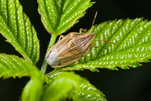 Images Dated 14th January 2013: Bishops mitre shield bug Print on Leaf