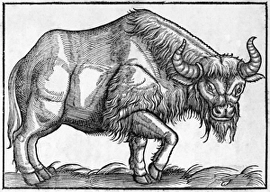 16th Century Woodcut Prints: Bison, historical artwork