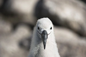 Black-browed albatross chick C016/8083 Black-browed albatross chick C016/8083