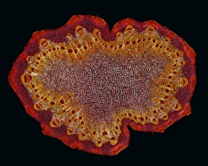 Polarised Light Micrograph Prints: Black burdock stem, light micrograph