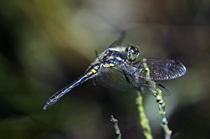Images Dated 19th March 2013: Black Darter Dragonfly Print