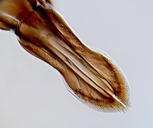 Blood Feeding Insects Prints: Black fly proboscis, light micrograph