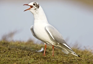 Norfolk Coast Wildlife Prints: Black-headed gull calling