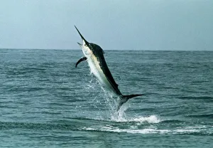 Bony Fish In Water Prints: Black marlin