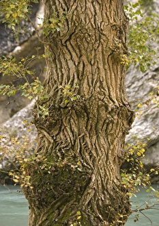 Black Poplar Tree Prints: Black poplar trunk