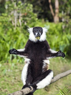 Black Ruffed Lemur Print: A lemur eating on a branch