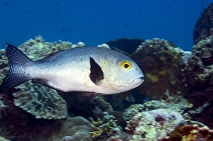 Coral Reef Fauna Prints: Black snapper
