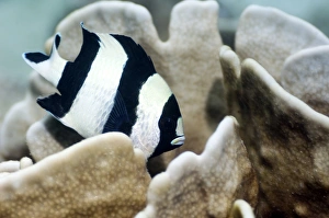Indonesian Ocean Wildlife Photos Prints: Black-tail dascyllus