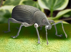 Prints of Black vine weevil (Otiorhynchus sulcatus), on a leaf, coloured scanning electron micrograph (SEM) Images Dated 2003 May: Black vine weevil (Otiorhynchus sulcatus) on a leaf, coloured SEM Print