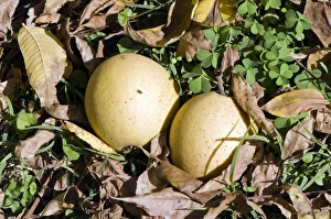 Autumn Fruit Prints: Black walnuts