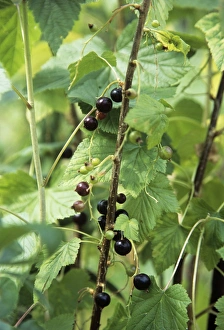 Vitamin C Sources Prints: Blackcurrants (Ribes sp. )