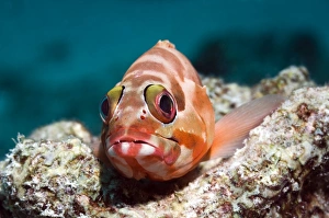 Andaman Sea Fish Prints: Blacktip grouper