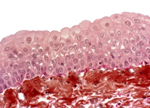 Bladder Epithelium Print