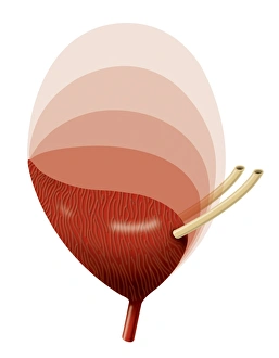 Prints of Bladder expansion. Sequential artwork showing the external structure of an expanding bladder. Successive shades of lighter pink show the bladder expanding greatly in volume from its resting state Images Dated 2011 June: Bladder Expansion Print