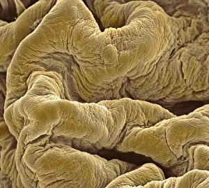 Prints of Bladder lining. Coloured scanning electron micrograph (SEM) of the internal surface folds of a bladder in its contracted state Images Dated 2003 May: Bladder lining Print, SEM image of internal surface folds