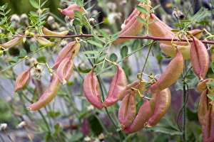 Images Dated 3rd October 2008: Bladder Senna Print in Fruit