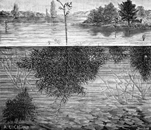 Carnivorous Plants Prints: Bladderwort in a lake