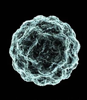 Fetal Development Stages Prints: Blastocyst, artwork