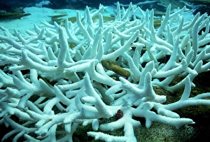 Bleached Coral Print