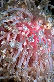 Prints of Bleached soft coral. The colour in the coral is lost due to the expulsion of symbiotic unicellular algae called zooxanthellae that live within its tissues Images Dated 2007 June: Bleached Soft Coral Print