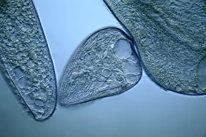 Light Microscopy Images Prints: Blepharisma protozoa, light micrograph