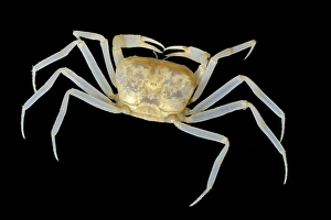 Borneo Wildlife Prints: Blind cave crab