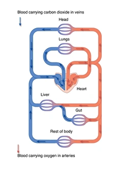 Images Dated 25th March 2011: Blood Circulation Print - Arteries and Veins